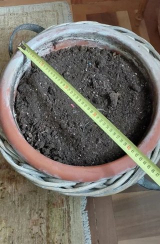 Maceta mimbre grande con maceta terracota