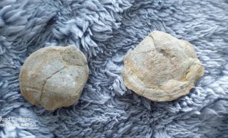 Tre fossili di bivalve