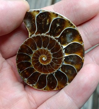 2 partes de Ammonite