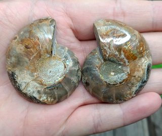 2 partes de Ammonite