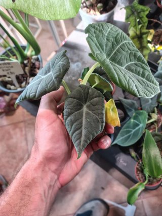 Alocasia Maharani