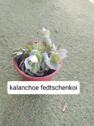 Oferta! 6 Plantas por 15€!