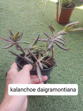 Oferta! 6 Plantas por 15€!