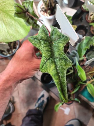 Alocasia Jacklin