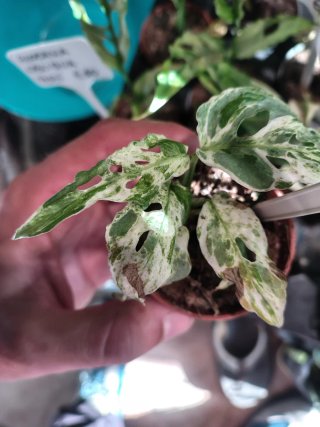 Monstera Frozen Freckles