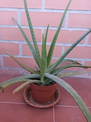 Planta Aloe Vera de 3 años