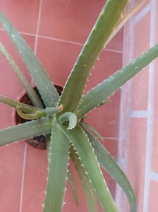 Planta Aloe Vera de 3 años