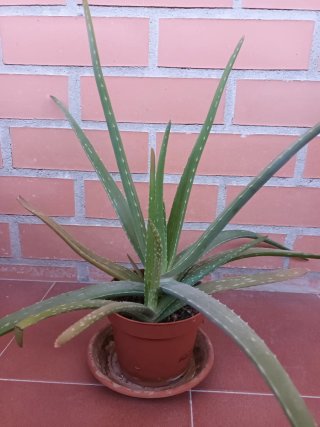 Planta Aloe Vera de 3 años