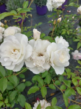 Rose da cespuglio rampicanti