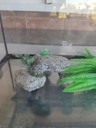 Pecera - Terrario 70L