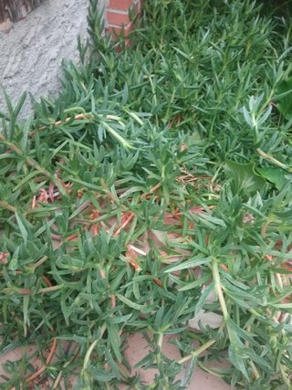 Planta colgante suculenta
