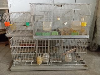 Jaulas para pájaros