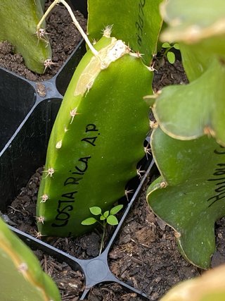 Pitaya - Estacas para plantar