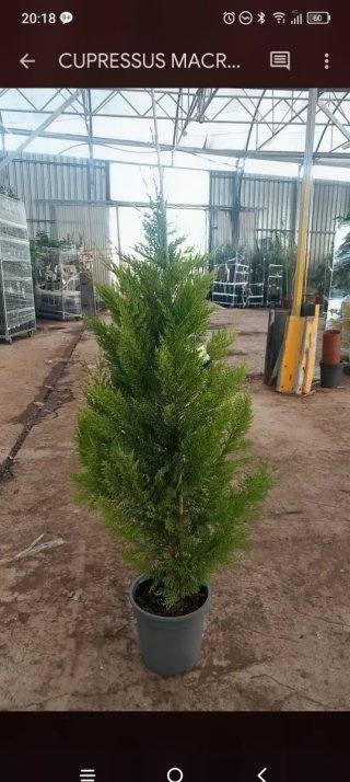 Cupressus macrocarpa Goldcrest