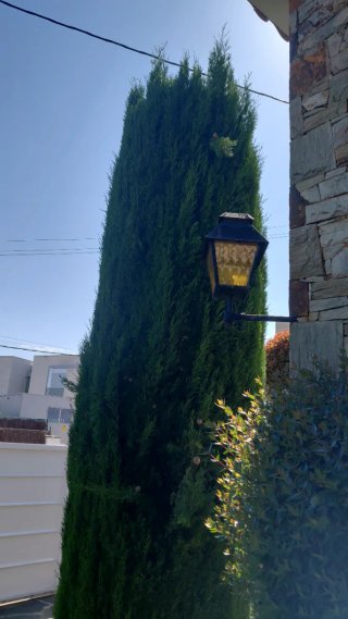 Se realiza trabajos  de jardineria.