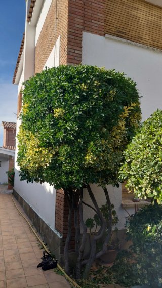 Se realiza trabajos  de jardineria.