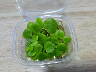 Limnobium Laevigatum - Planta Acuática