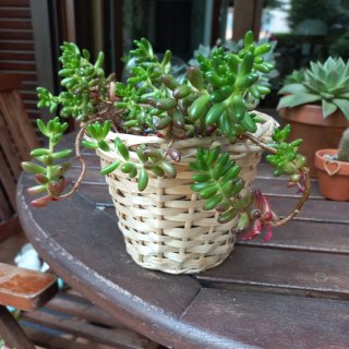 Sedum Rubronticum