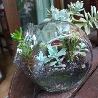 Composizione succulente in boccia di vetro