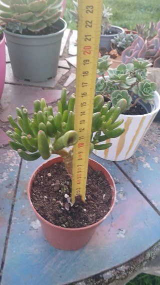 Crassula Ovata Gollum,con forma de bonsai.