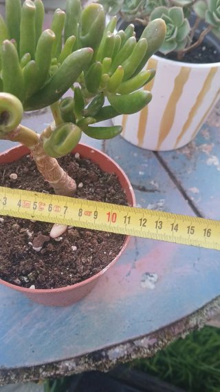 Crassula Ovata Gollum,con forma de bonsai.