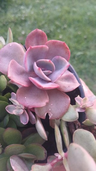 Conjunto 3 plantas crasas