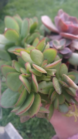 Conjunto 3 plantas crasas
