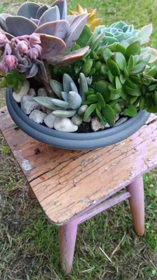Conjunto 6 plantas crasas variadas