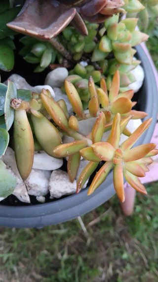 Conjunto 6 plantas crasas variadas