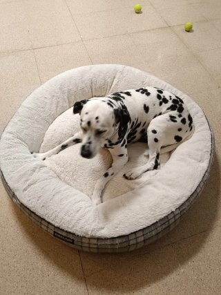 Cama Redonda Perro Kirkland Tamaño Mediano/grande