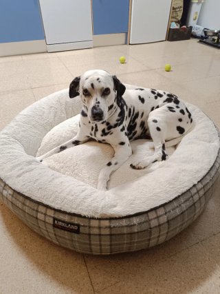 Cama Redonda Perro Kirkland Tamaño Mediano/grande