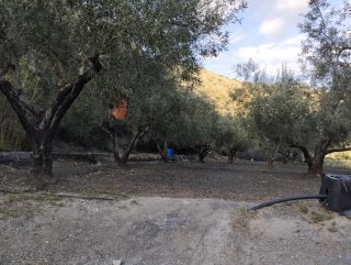 Parcela de regadío con olivos