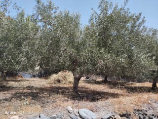 Parcela de regadío con olivos