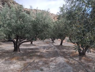 Parcela de regadío con olivos