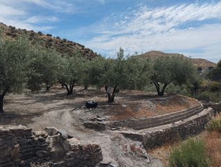 Parcela de regadío con olivos