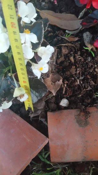 Begonia Semperflorens Blanca 21cm