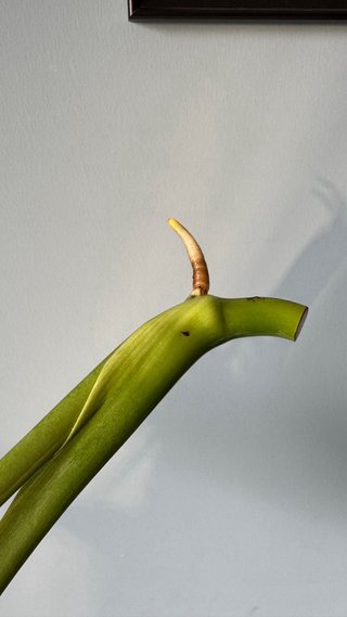 Monstera Deliciosa Pianta
