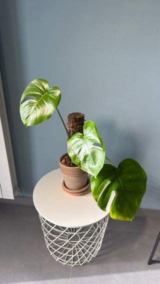 Monstera Deliciosa Pianta