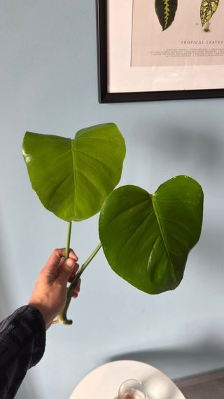 Monstera Deliciosa Pianta