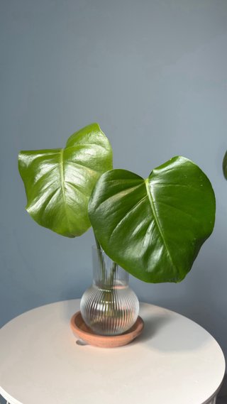 Monstera Deliciosa Pianta