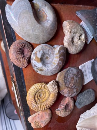 Collezione di Ammoniti Fossili