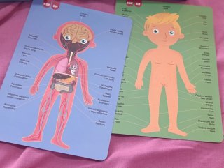 Juego Magnético Cuerpo Humano Apli Kids