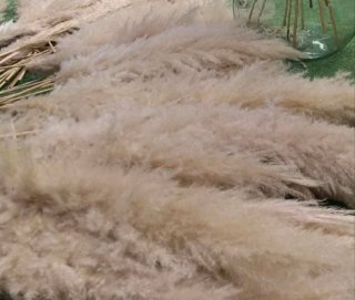 Pampas naturales