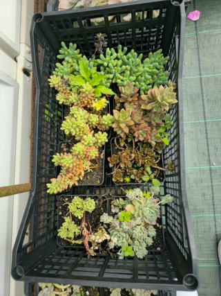 Pack Plantas Suculentas Variadas
