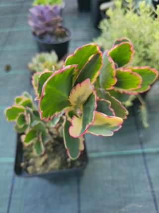 Pack Plantas Suculentas Variadas