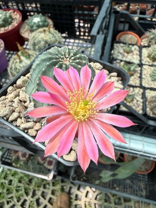 Echinocereus pulchellus vaso 7,5