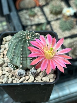Echinocereus pulchellus vaso 7,5