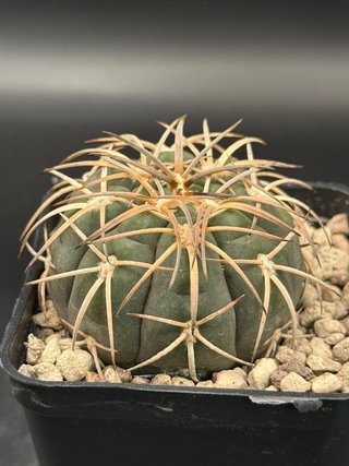 Gymnocalycium Spegazzini vaso 7,5 cm