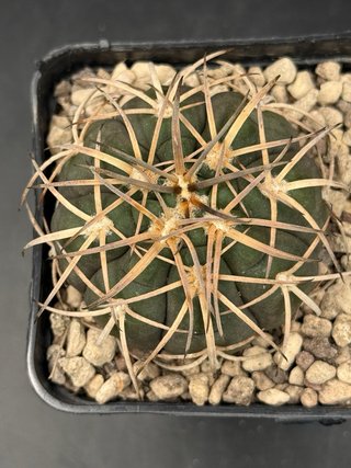 Gymnocalycium Spegazzini vaso 7,5 cm