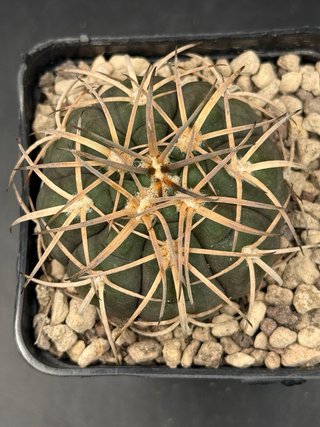 Gymnocalycium Spegazzini vaso 7,5 cm